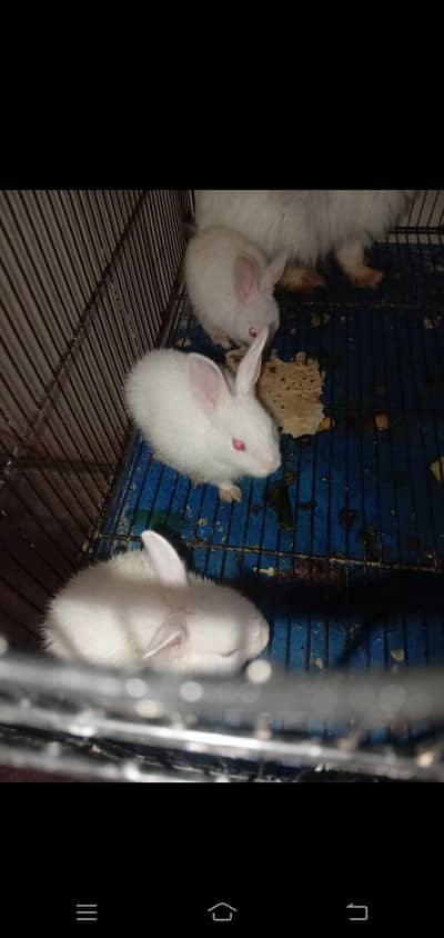 Angora rabbits