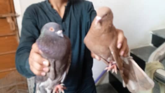 best pigeon
