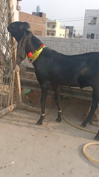 Dase shiwal bakra 0325',,65"98"109
