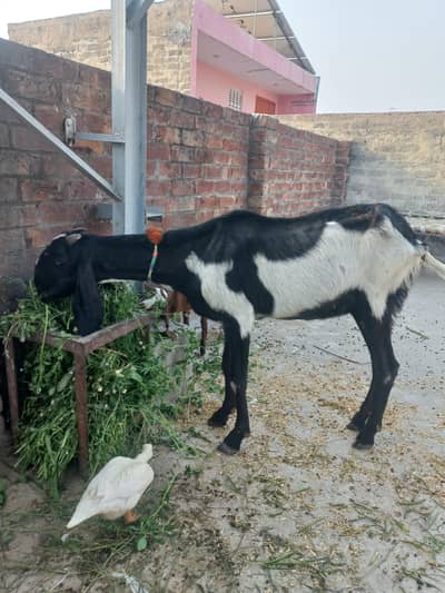 path for sale  qurbani