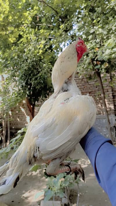 Aseel heera