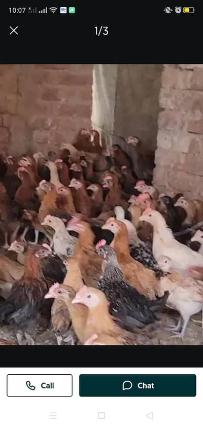 Golden misry chiks for sale