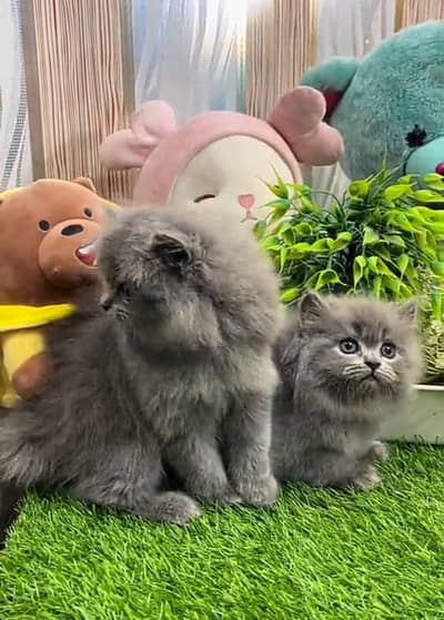 Persian cat triple cod for sale,my WhatsApp 03464644037