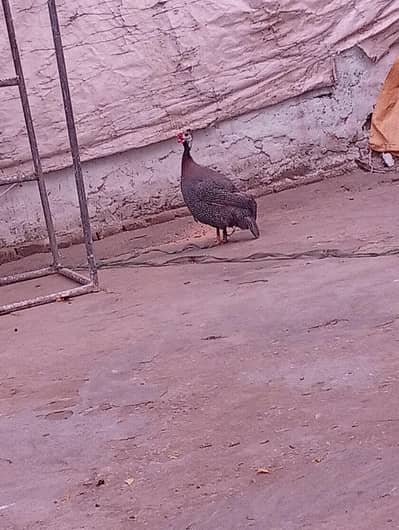Titri (Guinea fowl)
