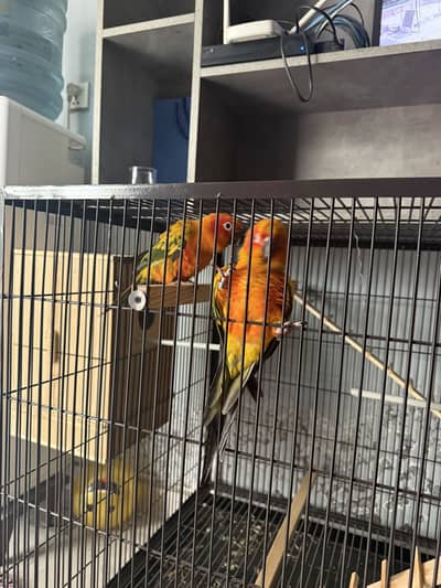 Sun Conure