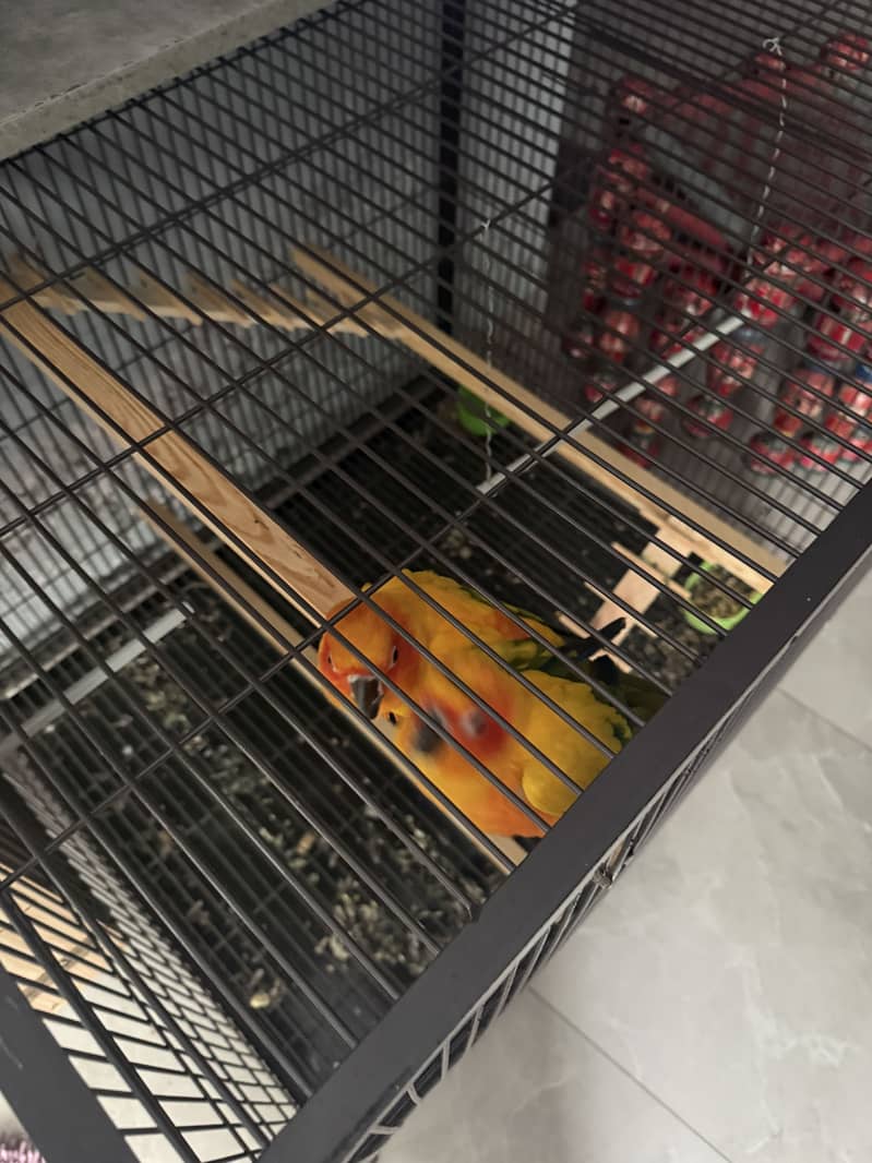 PINEAPPLE CONURE / SUN CONURE / SUN CONURE PARRLOT / CONURE  Parrots 1