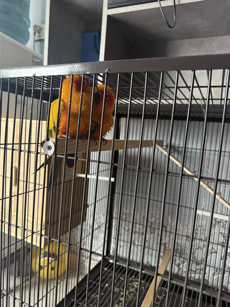 PINEAPPLE CONURE / SUN CONURE / SUN CONURE PARRLOT / CONURE  Parrots 3