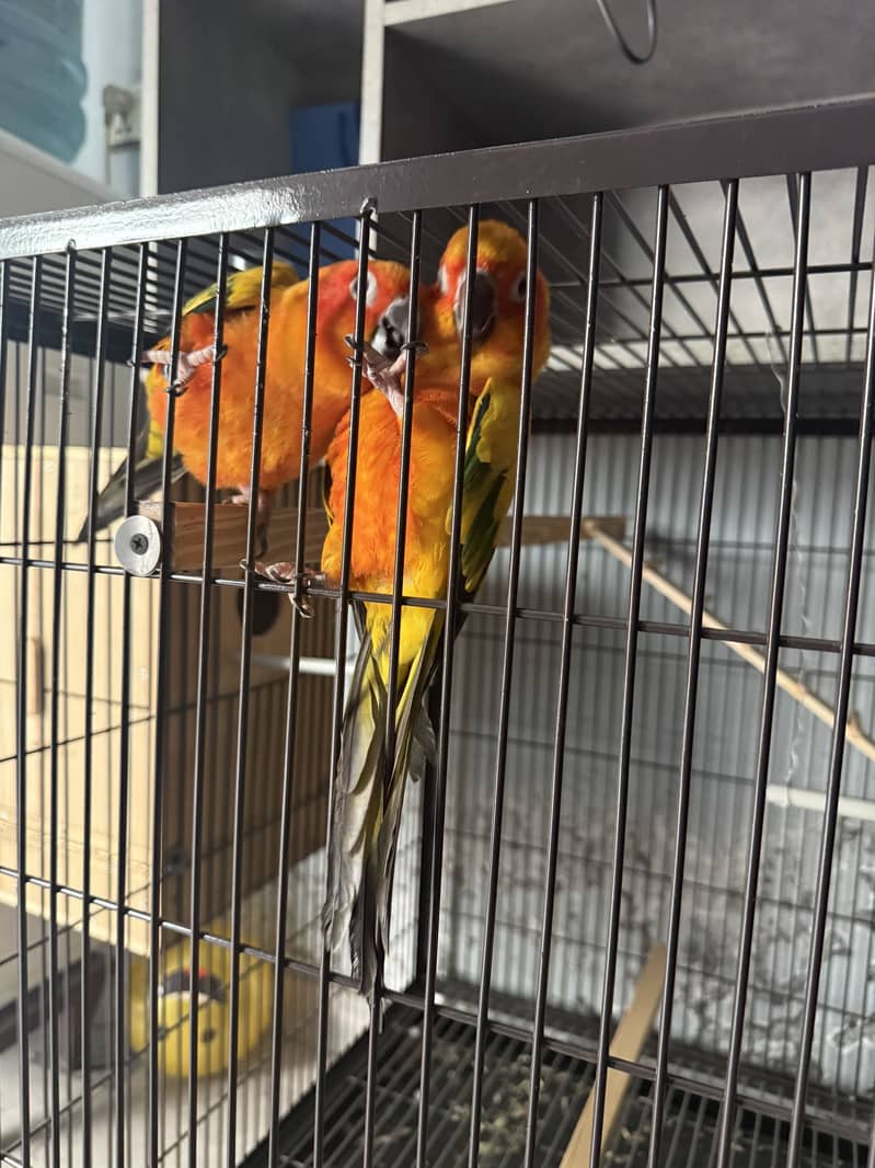 PINEAPPLE CONURE / SUN CONURE / SUN CONURE PARRLOT / CONURE  Parrots 4