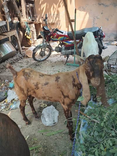 qurbani 2026 bakra