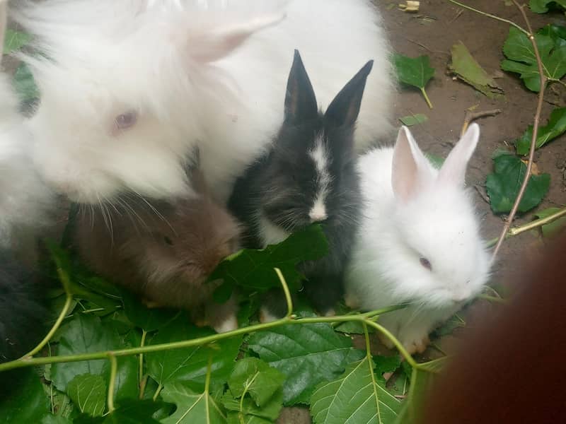 rabbits 0