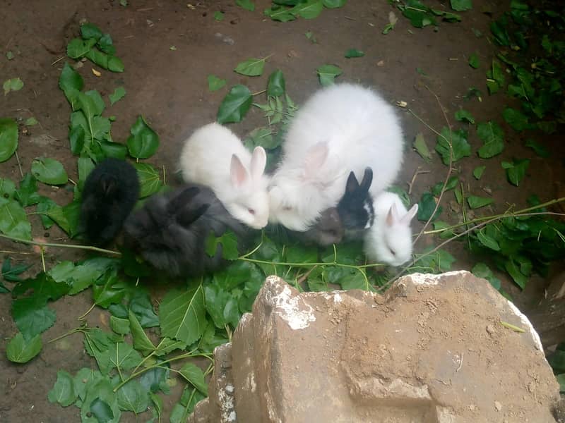 rabbits 1