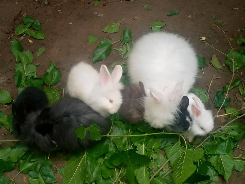 rabbits 2
