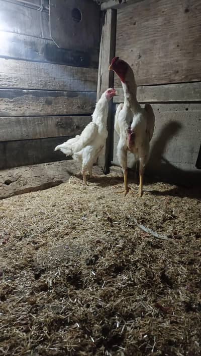 king white Shamoo chiks and fartile eggs available
