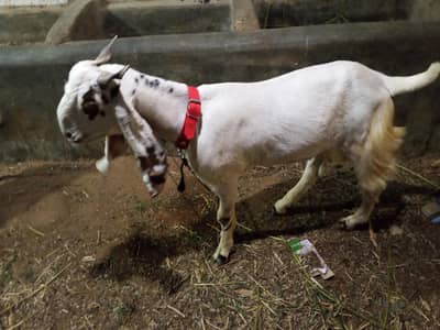 Qurbani Bakery for sale