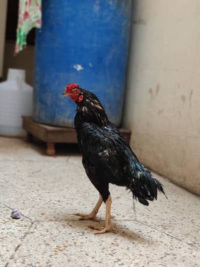 Aseel for sale 3 pathy 2 pathiya