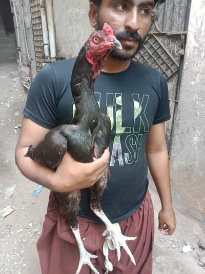 Aseel mushka for sale urgent