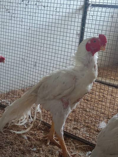 parrot beek aseel