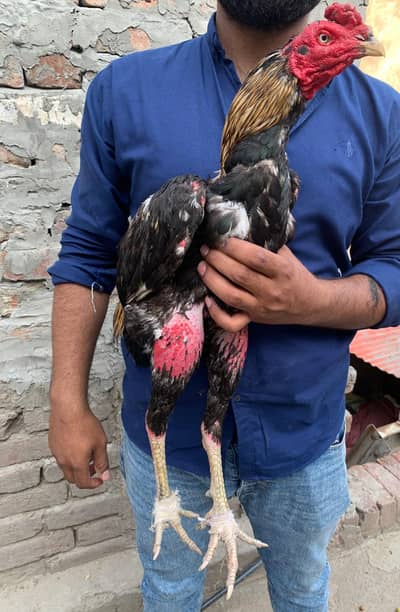Veit x Pakistani Aseel patha For sale