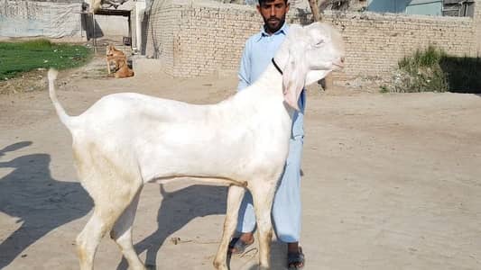 2 Dant Bakra For Sale call _03228068308