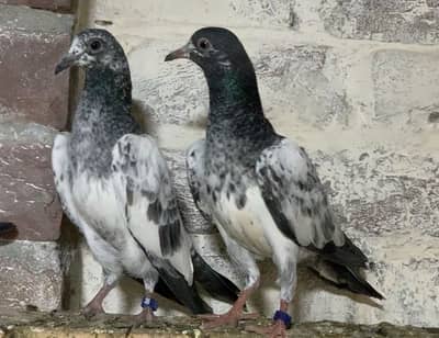 BREADER HIGH FLYING BABY PIGEON