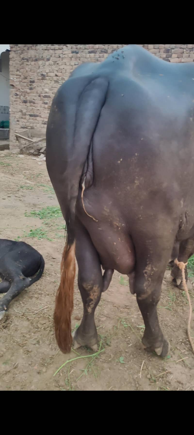 buffalo 0