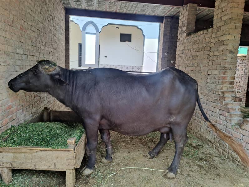 buffalo 1