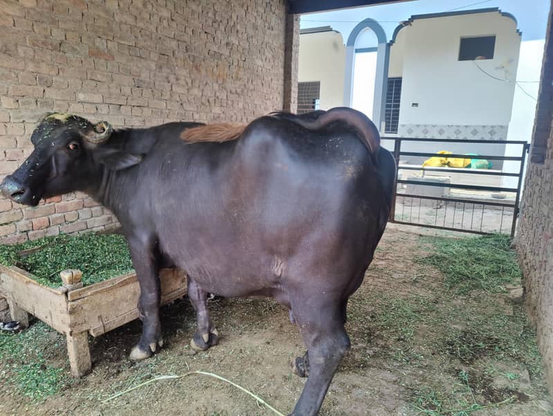 buffalo 2