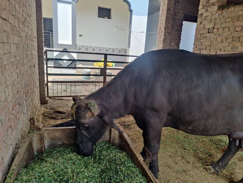 buffalo 6