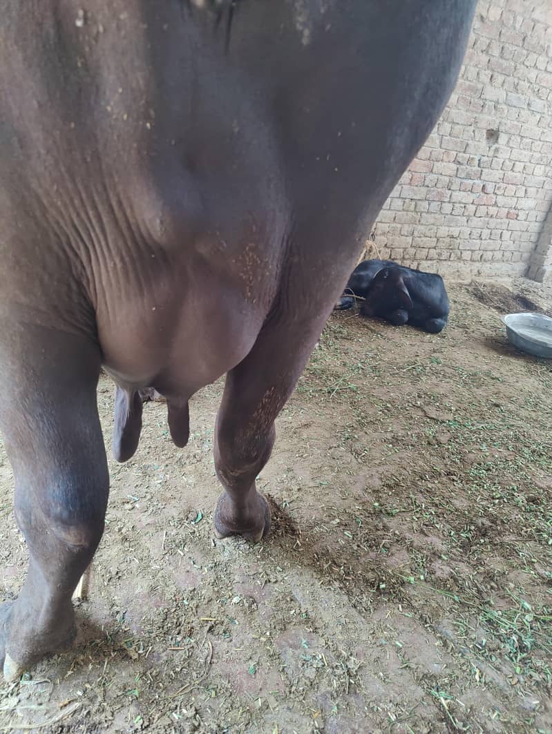 buffalo 7