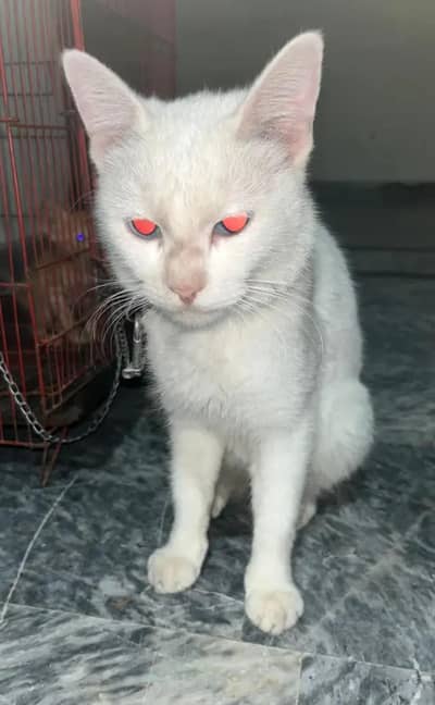 Persian cat