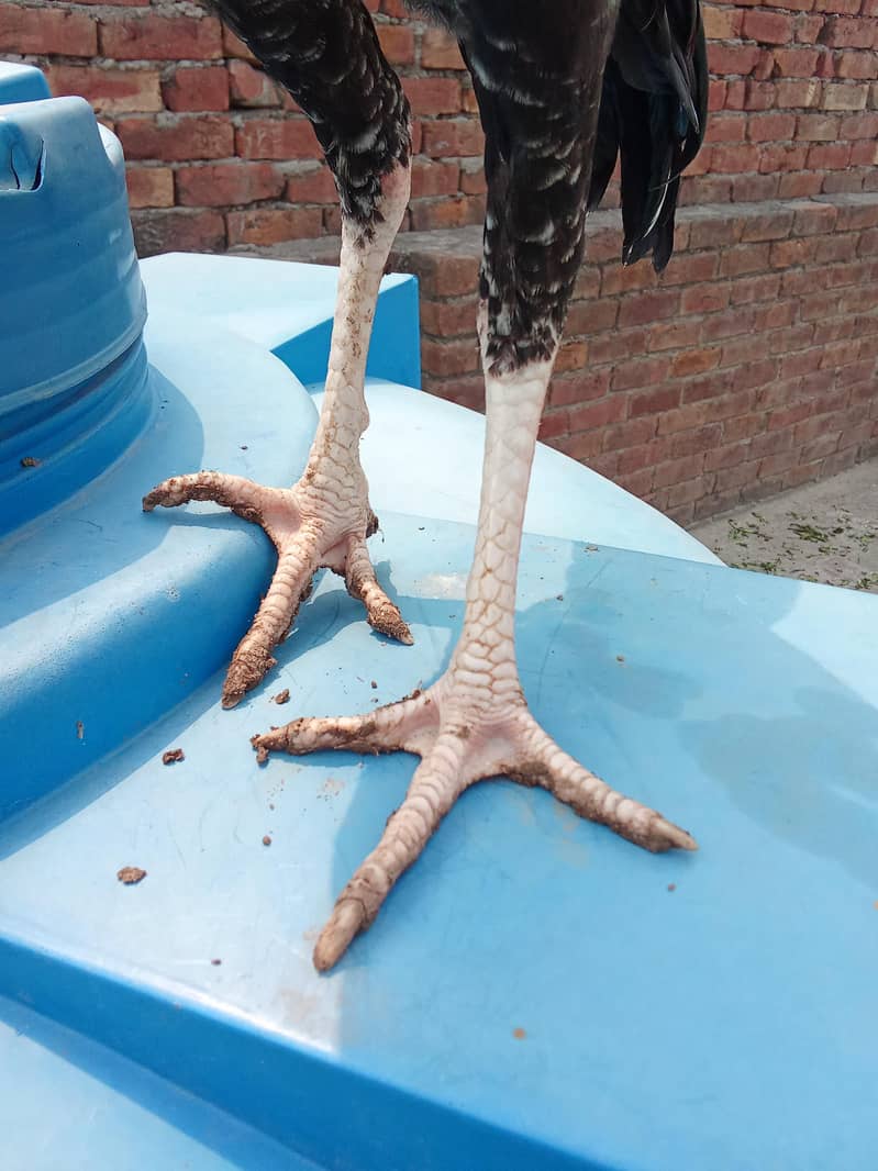 Java aseel patha 1