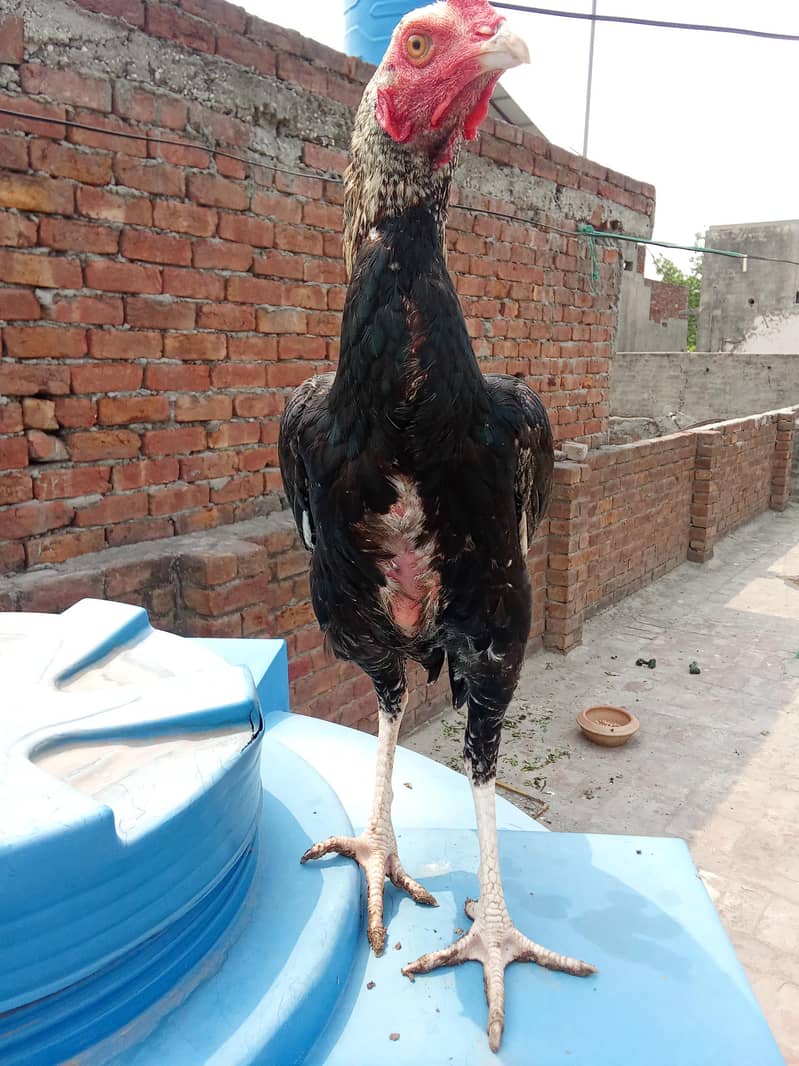 Java aseel patha 3