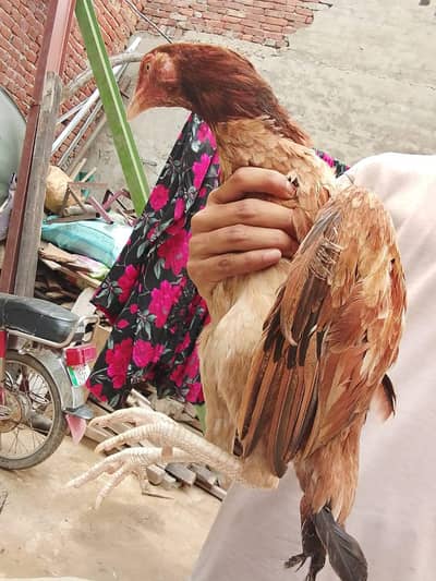 aseel main wali Madi hight quality breed