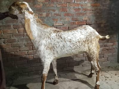 makhi cheena bakra