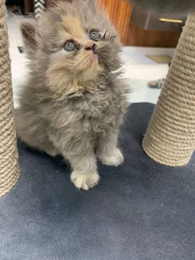 Persian semi peki cats/kittens