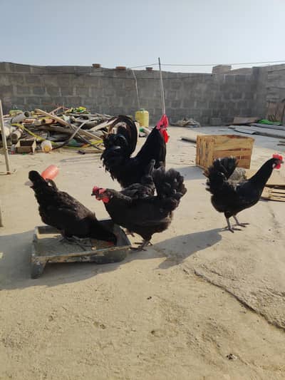 Australorp hen, Anda dene wali murghi, Andy dene wali murghi,Egg layig
