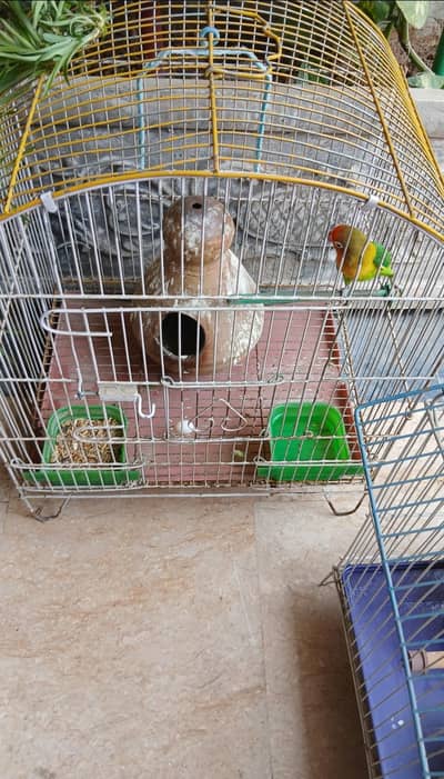 Single Female Ficher's Love bird with cage