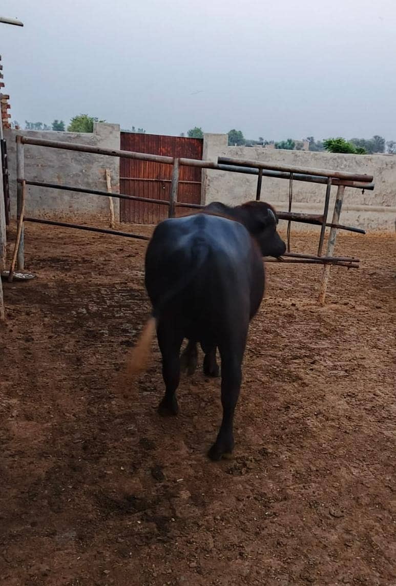 Katta bulk 2