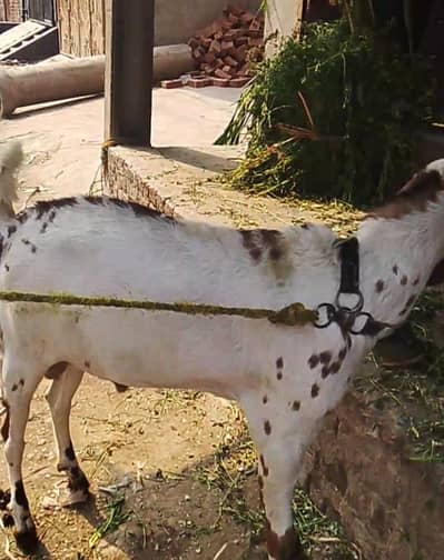 bakra / desi bkra / bkra for qurbani / bkra for sale /
