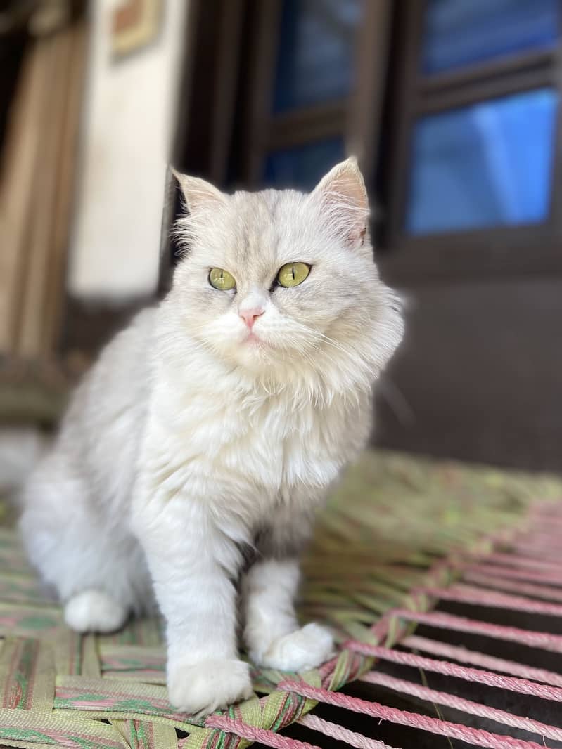Persian cat 0