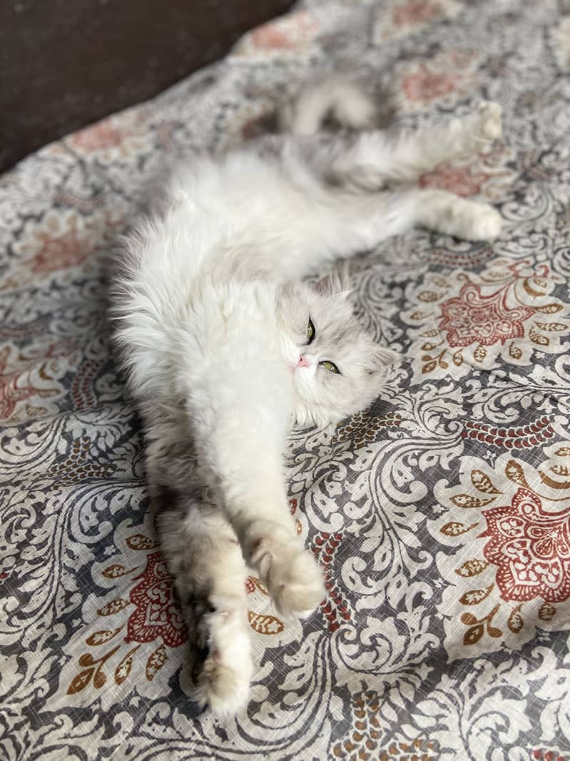 Persian cat 2