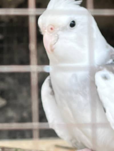 breeder male