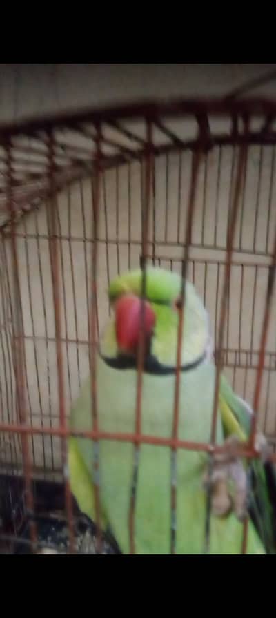 Toking Ringneck Male parrot for sale healthy and Activ