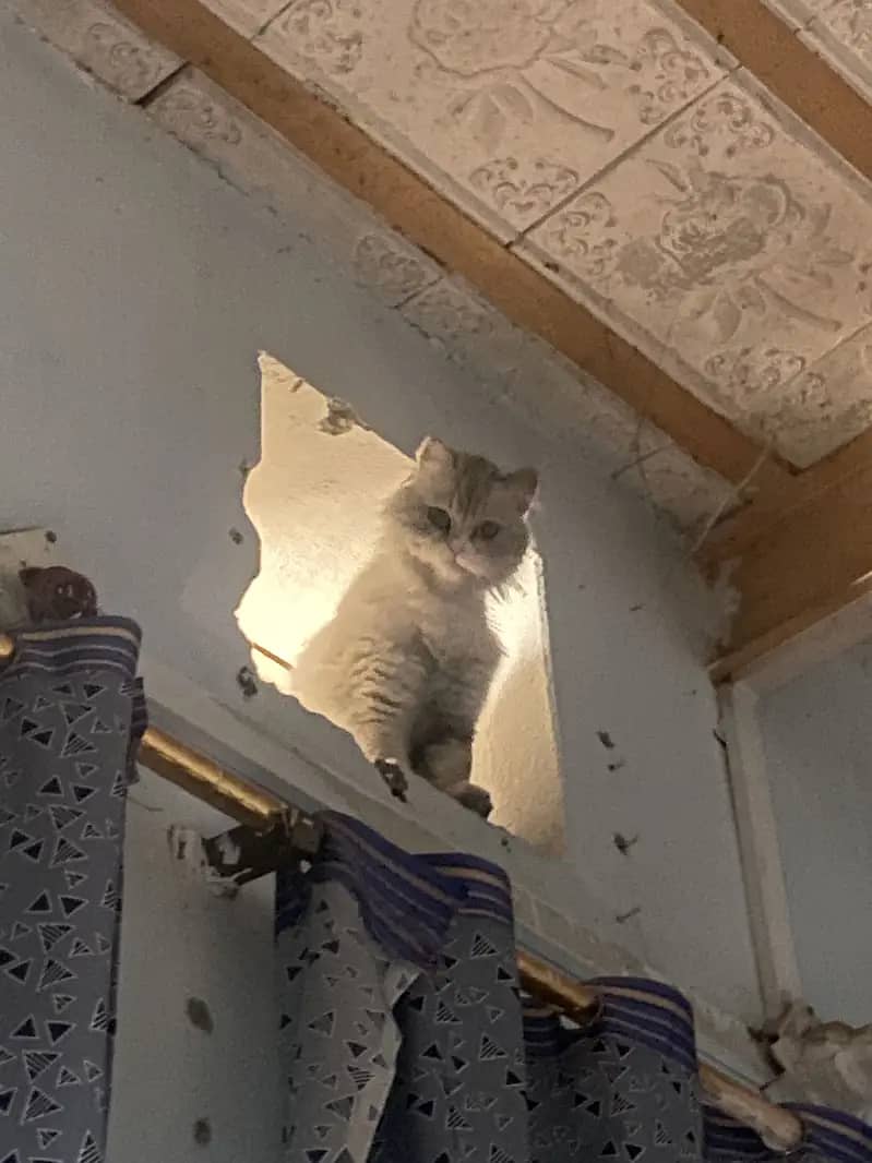 Persian cat 1