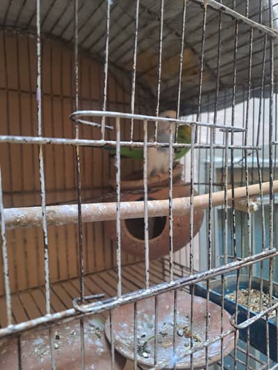 Budgie pair with eggs