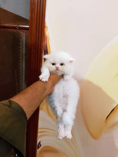 X punch female available