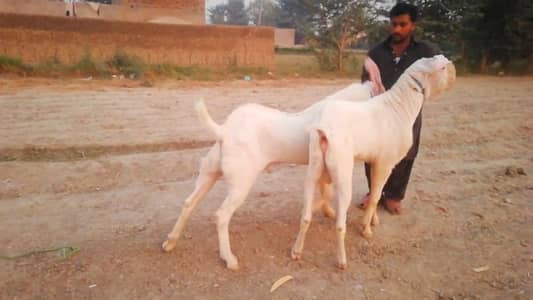 Qurbani ke liye Bakre For Sale _03228068308