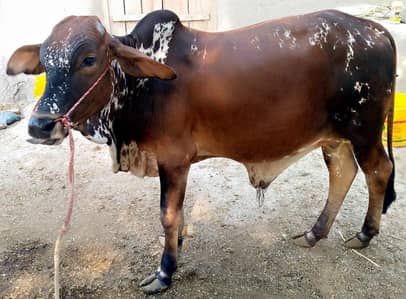 sahiwal cross cow /cholistani cross cow / Bachra / cow /Qurbani janwar