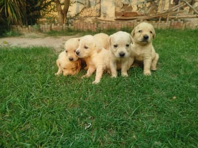 American Labrador Puppies – Healthy & Playful