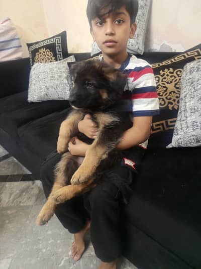 German shaped female puppy